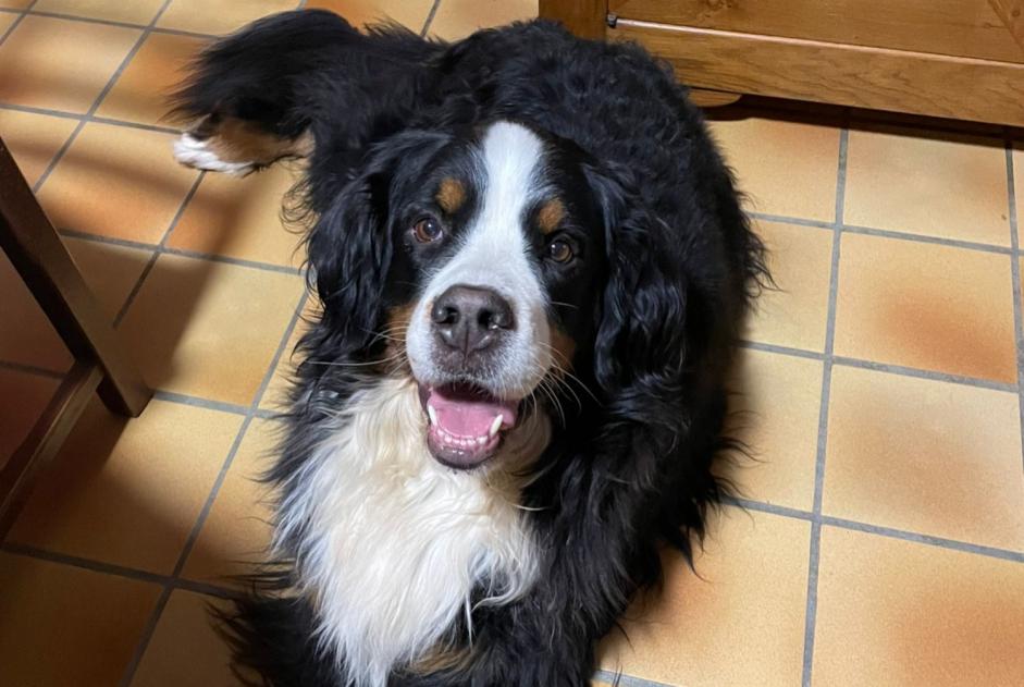 Vermisstmeldung Hund  Weiblich , 5 jahre Chindrieux Frankreich