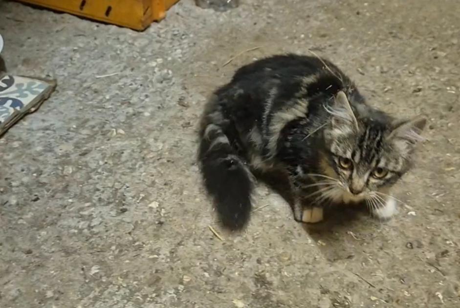 Fundmeldung Katze Weiblich Mesnils-sur-Iton Frankreich Fundmeldung Katze Weiblich Mesnils-sur-Iton Frankreich