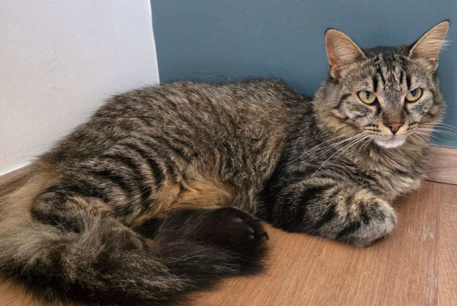 Vermisstmeldung Katze rassenmischung Weiblich , 1 jahre Fillière Frankreich