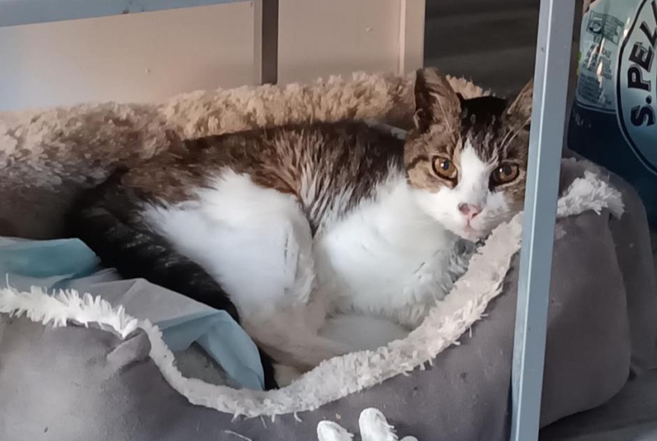 Disappearance alert Cat  Female , 14 years Chambéry France