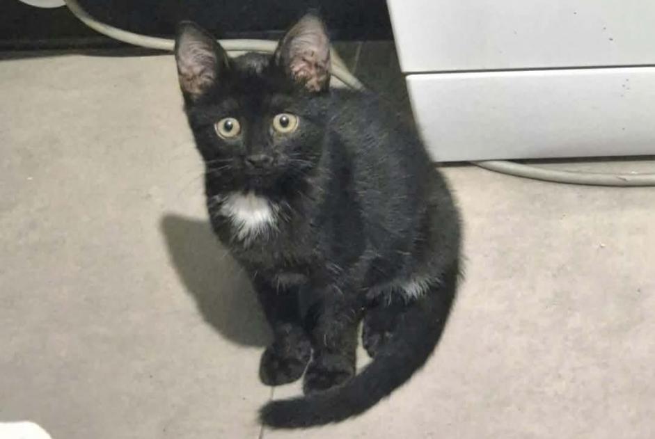 Alerta de Hallazgo Gato cruce Desconocido Marseillette Francia Alerta de Hallazgo Gato cruce Desconocido Marseillette Francia