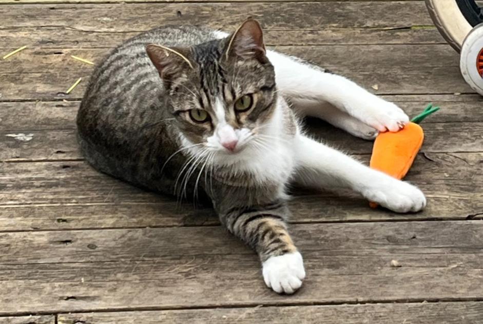 Alerte Disparition Chat Mâle , 1 ans Montpellier France