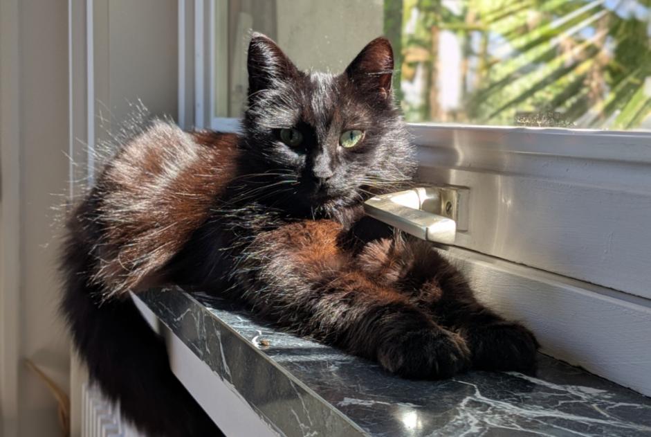 Alerte Disparition Chat Mâle , 6 ans Mouguerre France