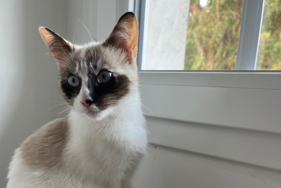 Alerte Disparition Chat croisement Femelle , 1 ans Hasparren France
