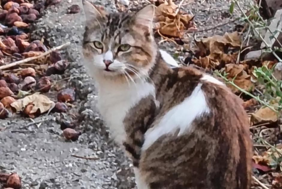 Alerte Découverte Chat Inconnu Narbonne France Alerte Découverte Chat Inconnu Narbonne France