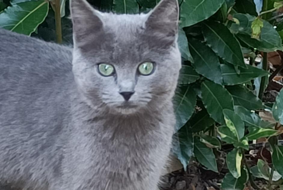 Alerte Découverte Chat Inconnu La Croixille France