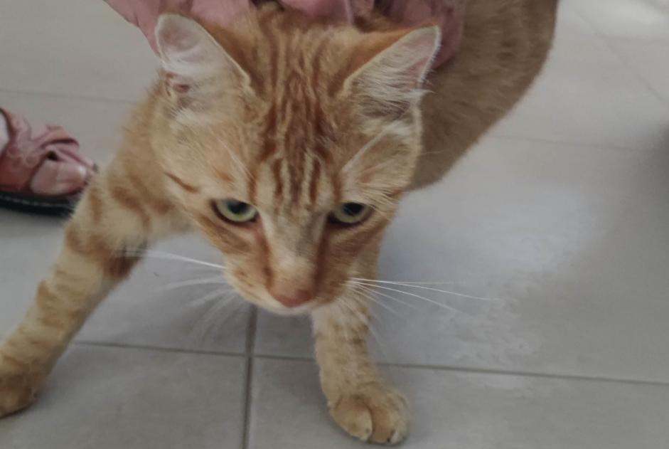 Alerte Découverte Chat Inconnu Laval France