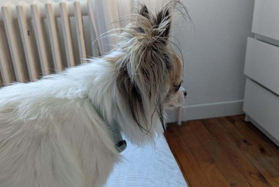 Alerte Découverte Chien Inconnu Aix-les-Bains France