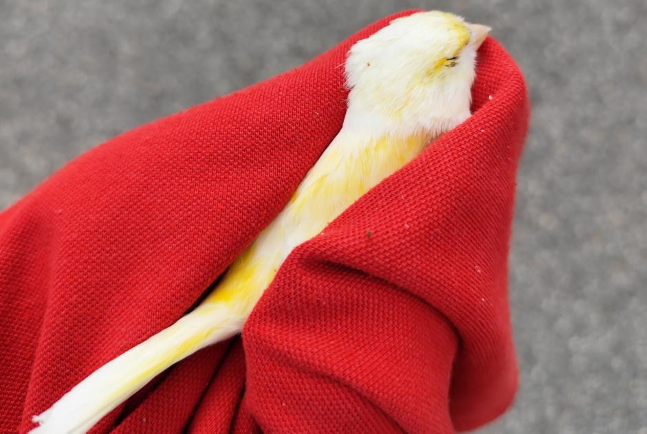 Alerte Découverte Oiseau Inconnu Chambéry France