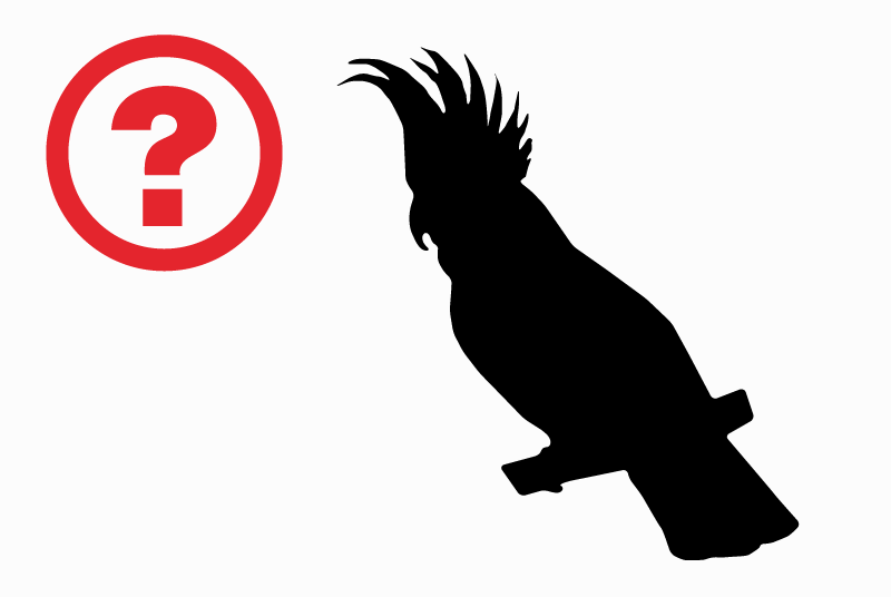 Alerte Découverte Oiseau Inconnu Aigrefeuille-sur-Maine France Alerte Découverte Oiseau Inconnu Aigrefeuille-sur-Maine France
