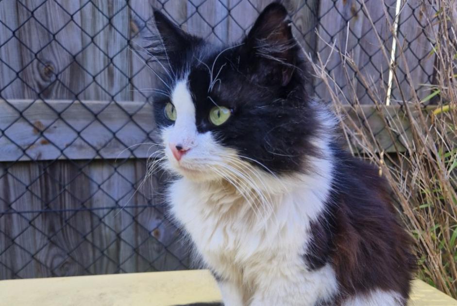 Avviso scomparsa Gatto Maschio , 5 anni Préveranges Francia Avviso scomparsa Gatto Maschio , 5 anni Préveranges Francia