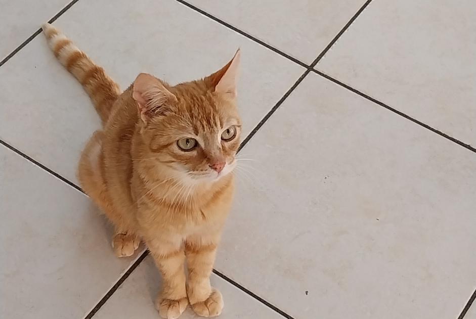 Verdwijningsalarm Kat Vrouwtje , 1 jaar Challes-les-Eaux Frankrijk